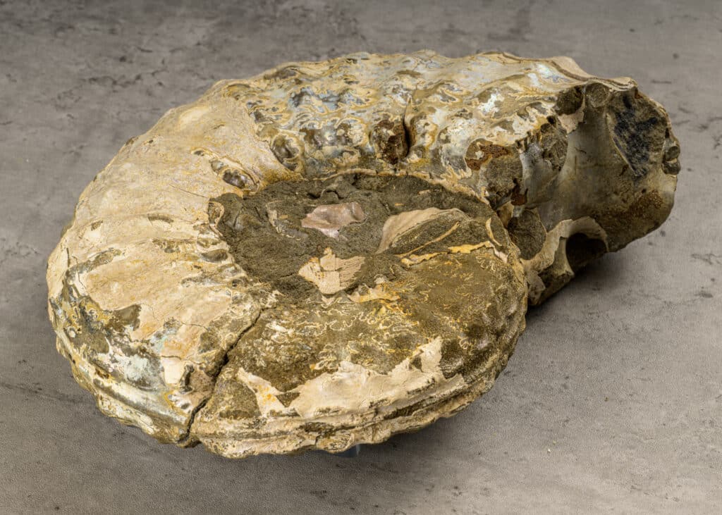 ammonite fossil Broadway Museum