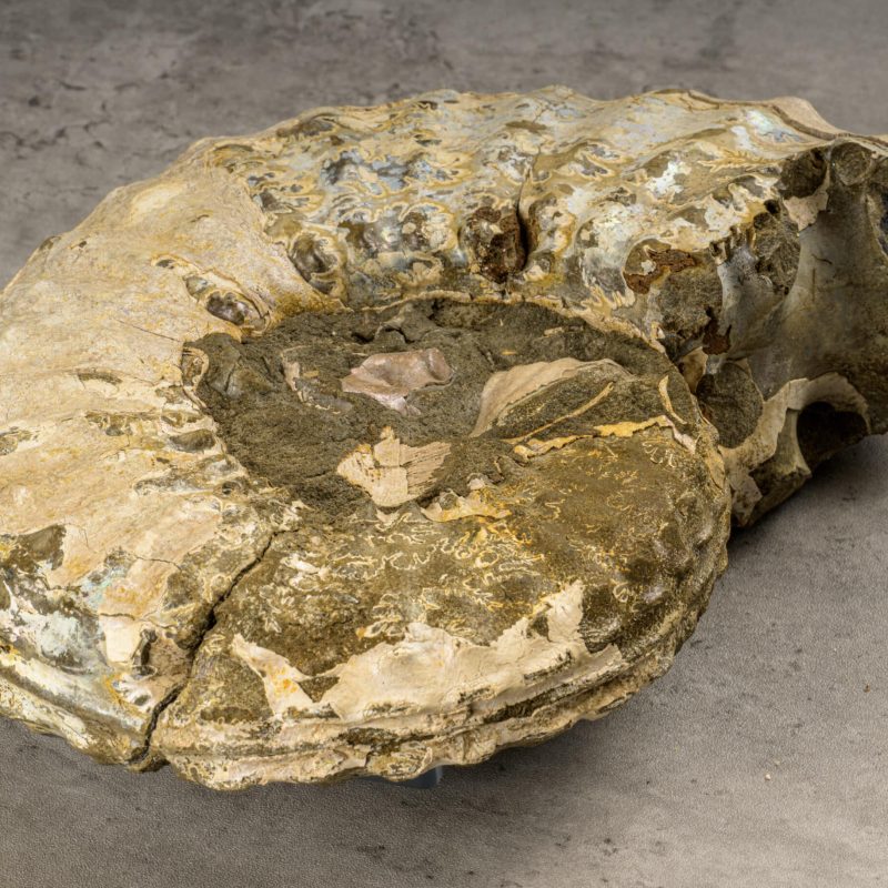 ammonite fossil Broadway Museum